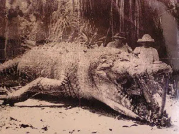 澳大利亚最大的鳄鱼