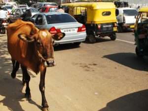 标志性的图像 - 印度街道的奶牛