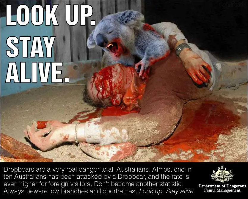 落熊警告-危险的澳大利亚动物