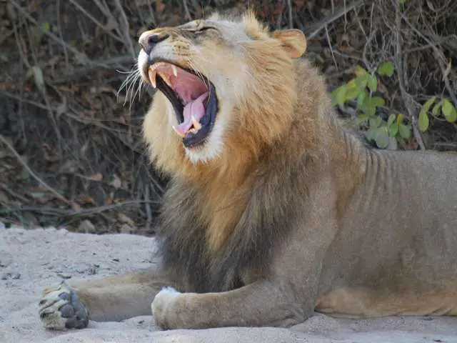 打呵欠的狮子 -  Sth Luwangwa赞比亚