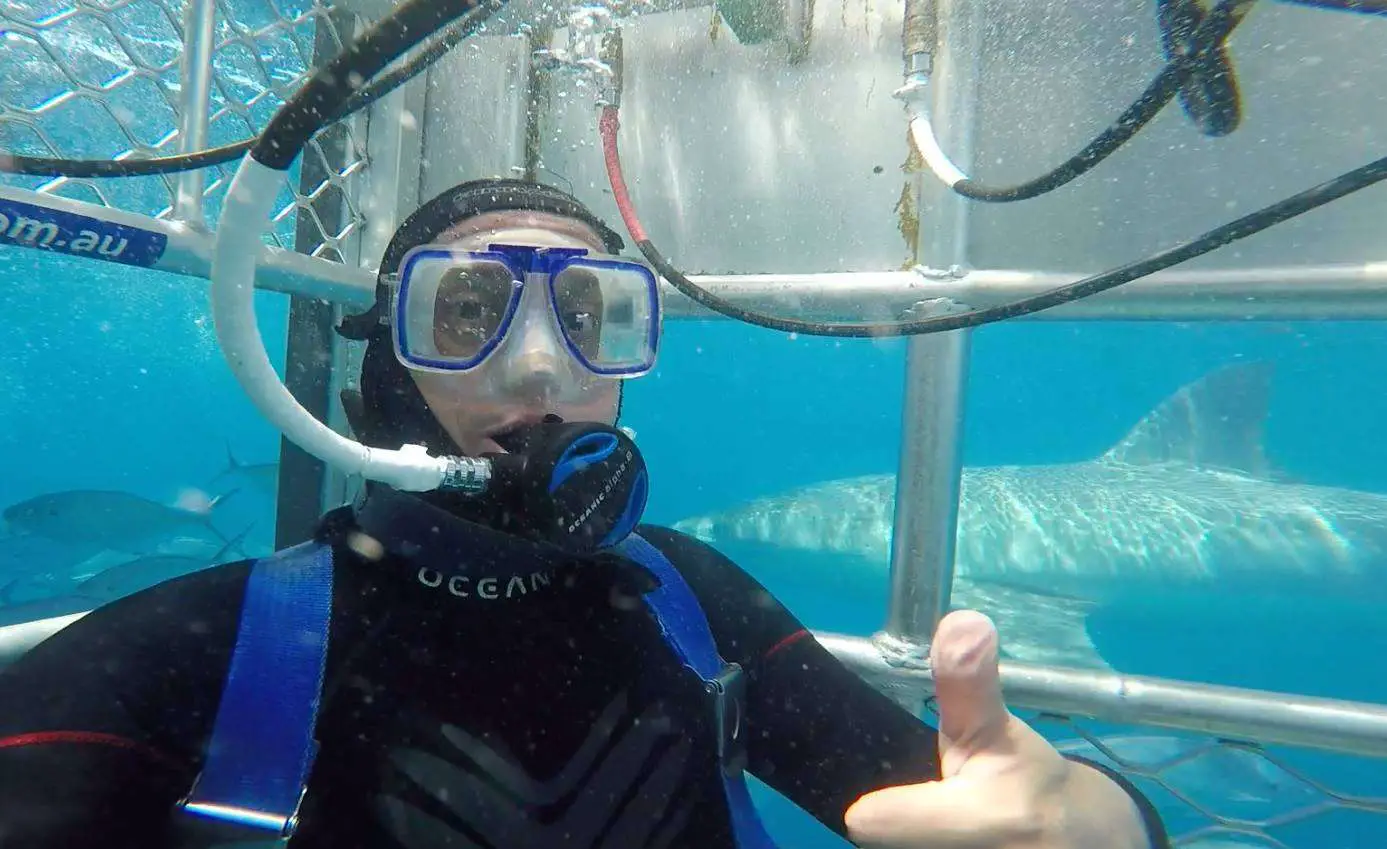 鲨鱼笼潜水在南澳大利亚